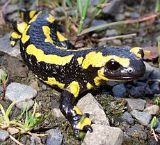 Ta ognjeni salamander ima po telesu rumene in črne črte, ki so značilna opozorilna obarvanost.