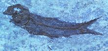 Fossil fish in limestone