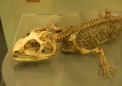 Kostra Sphenodona