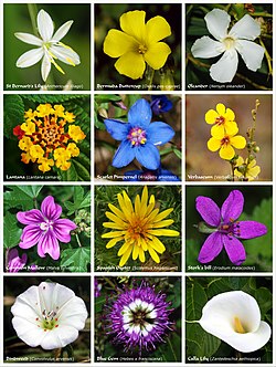 En plakat med blomster, der produceres af tolv arter af blomstrende planter fra forskellige familier  