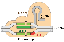 CRISPR/Cas9  