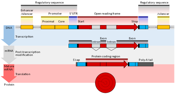 La estructura de un gen eucariótico codificador de proteínas.