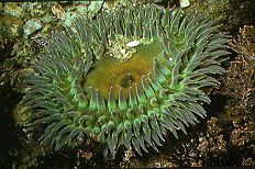 Anémona verde gigante, sur de California