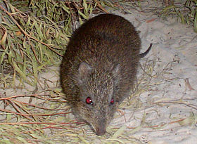 Gilberts Potoroo in der Two People's Bay, Feb 2009.