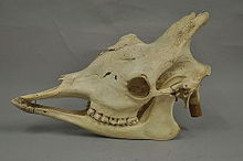 Skull of a giraffe