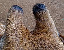 Horns of a giraffe