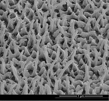 Nanopillars on the wing surface of the glass wing butterfly