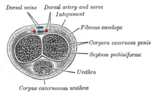 Dieser Querschnitt eines Penis (was Sie sehen würden, wenn ein Penis in der Mitte durchgeschnitten würde) zeigt die beiden Schwellkörper (Corpora cavernosa) nahe der Oberseite des Penis und den Corpus spongiosum Penis (der früher Corpus cavernosum urethræ genannt wurde), der die Harnröhre nahe der Unterseite umgibt.