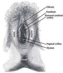Un desen schematic al unui himen