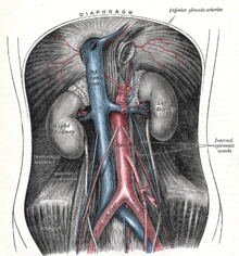 The aorta in the abdominal cavity with outlets (red)
