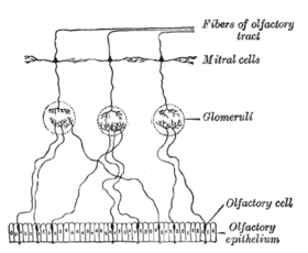 Riechepithel und Nervenzellen. Die Endflimmerhärchen der Neuronen ragen in den Schleim hinein (hier nicht dargestellt)