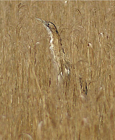 Rohrdommel