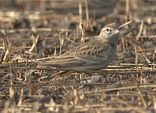 Well camouflaged Short-toed Lark