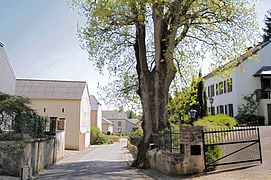 Oak tree in Godbrange, Junglinster