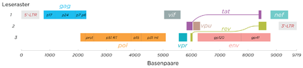 Structure of the RNA genome of HIV-1 consisting of nine genes