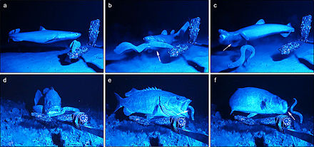 Adattamento antipredatore in azione: lo squalo foca Dalatias licha (a-c) e il pesce relitto Polyprion americanus (d-f) cercano di predare il pesce ragno. I predatori si avvicinano alla loro potenziale preda. I predatori mordono o cercano di inghiottire il pesce selvaggio, ma il pesce selvaggio ha già spruzzato getti di bava (frecce) nella bocca dei predatori. Soffocando, i predatori rilasciano il pesce selvaggio e si imbavagliano nel tentativo di rimuovere la bava dalla bocca e dalle camere branchiali.