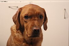 En röd variant (kallad röd räv eller fox red) av labradoren. Den betraktas dock inte som en färg av de flesta kennelklubbar.  