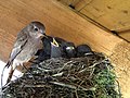 A black redstart feeding chicks