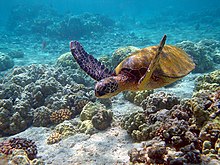 Sea turtle (green turtle) off Hawaii, USA