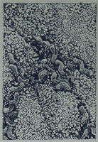 Helicobacter pylori mikroskoopin alla  