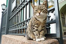 其中一只Hermitage猫