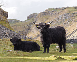 Vacas das Highlands com uma pelagem preta