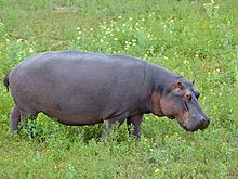 Hippo in Kruger National Park in South Africa