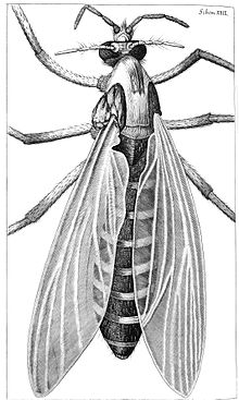Mygga från Robert Hookes Micrographia, 1665