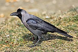 Varis eli Corvus splendens  