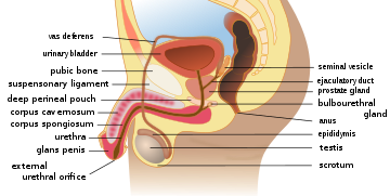 Sistema reproductor masculino  