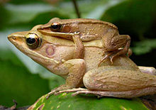 Par Hylarana aurantiaca se pari