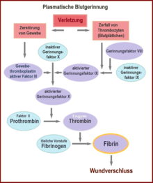 A separate gene is responsible for the formation of each of the enzymes (clotting factors). Only the expression of all these genes enables the effects of all these enzymes, which gradually lead to blood clotting. The end product, fibrin, accomplishes a natural wound closure. (See also gene chain of action and polygeny).