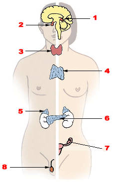 主要内分泌腺。(左为男性,右为女性)1.松果体 2.垂体 3.甲状腺 4.胸腺 5.肾上腺 6.胰腺 7.卵巢 8.睾丸
