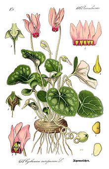 Cyclamen purpurascens