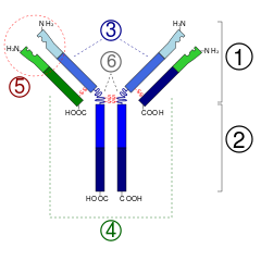 1. Fragmentets antigenbindande region2 . Fragmentets kristalliserbara region3 . Tung kedja (blå) med en variabel (VH ) domän som följs av en konstant domän (C H1), ett gångjärn och ytterligare två konstanta (C H2 och C H3) domäner. 4. Lätt kedja (grön) med en variabel (V L) och en konstant (C L) domän5 . Antigenbindningsplats (paratop) 6. Gångjärnsområden