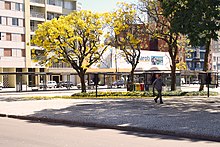 Ipê galben (tabebuia) la sfârșit de iarnă, într-o piață din oraș.