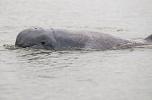 Irrawaddy Dolphin