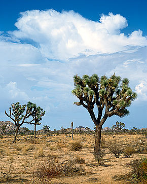 Escena del desierto de Mojave en el Parque Nacional Joshua Tree, California