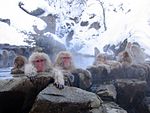 Vild japansk makak (sneabe) kommer ned fra bjerget om dagen efter at have lært at bade om vinteren ved Jigokudani Onsen Nagano præfektur, Japan. Den japanske makaks vane med at bade og varme kroppen menes kun at foregå i dette særlige område og at blive lært til de efterfølgende generationer.