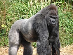 La forza delle braccia è la principale difesa del gorilla contro i predatori.