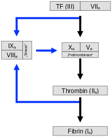Tissue factor (TF, III) and proconvertin (VII) activate not only thrombokinase (X) but also serine protease (IX). The first small amounts of thrombin (II) activate not only fibrin (I) but also factor (VIII). The tenase complex formed from VIII and IX in turn activates thrombokinase (X), forming a self-reinforcing loop. This important step is also known as the Josso loop.