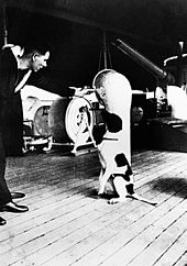 Judy var skibshund på både HMS Gnat og HMS Grasshopper.  