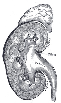 Nerka z Gray's Anatomy