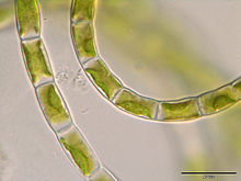 Klebsormidium bilatum