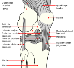 Diagramma di un ginocchio