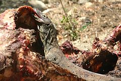 Rinca'daki genç Komodo ejderi ölü bir su bufalosunu yiyor
