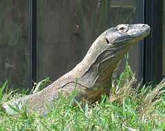 Smithsonian Ulusal Zooloji Parkı'nda bir Komodo ejderi.