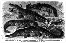 Crocodilia