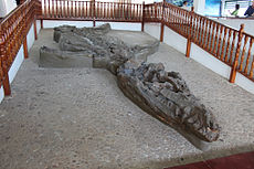 jiný druh  