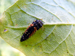 Le larve di coccinella sembrano strani insetti adulti